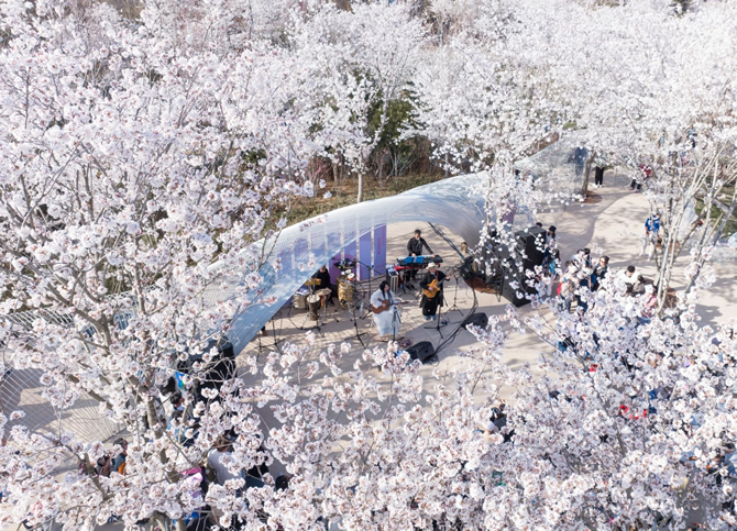 樱花实景