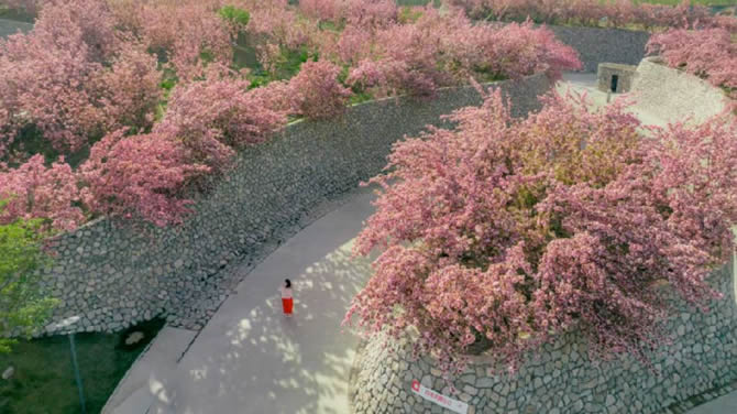 樱花小院入口实景