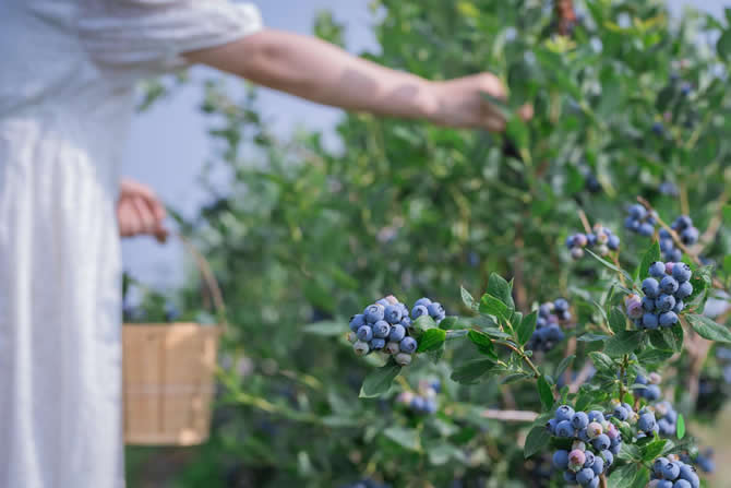 有机蓝莓实景